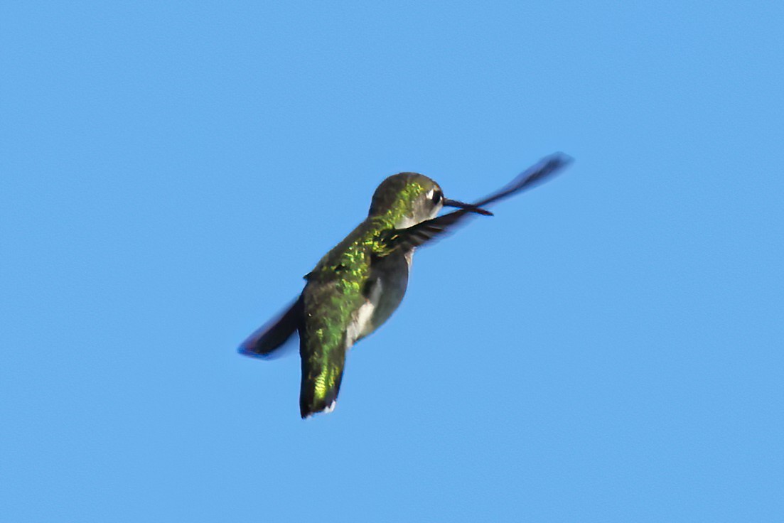 Ruby-throated Hummingbird - ML618188618
