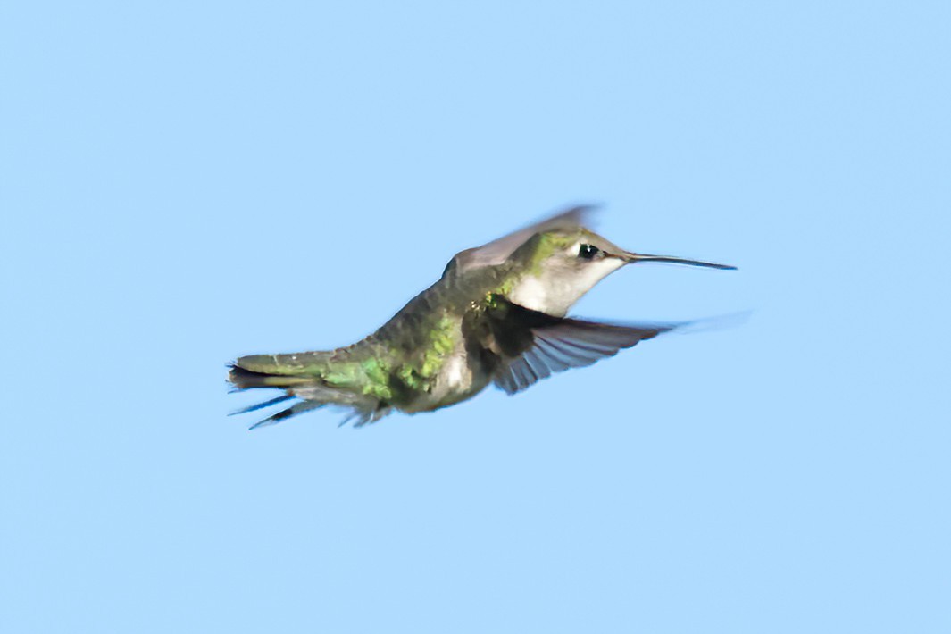 Ruby-throated Hummingbird - ML618188626
