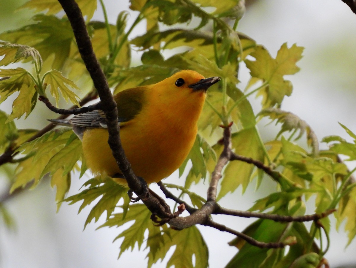 Prothonotary Warbler - ML618188646