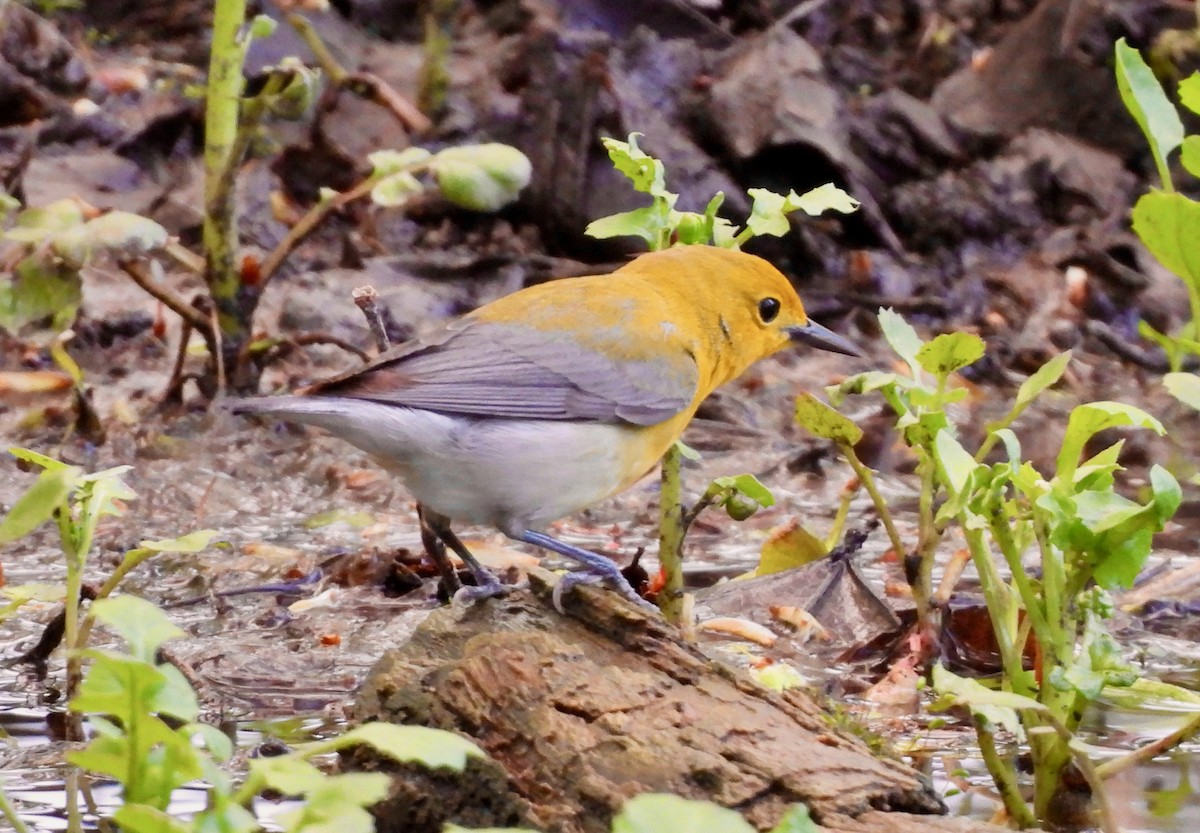 Prothonotary Warbler - ML618188666