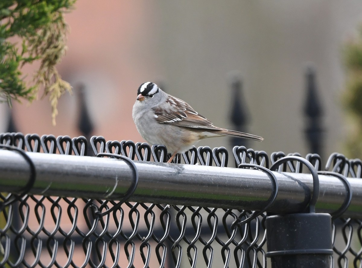 White-crowned Sparrow - ML618188668
