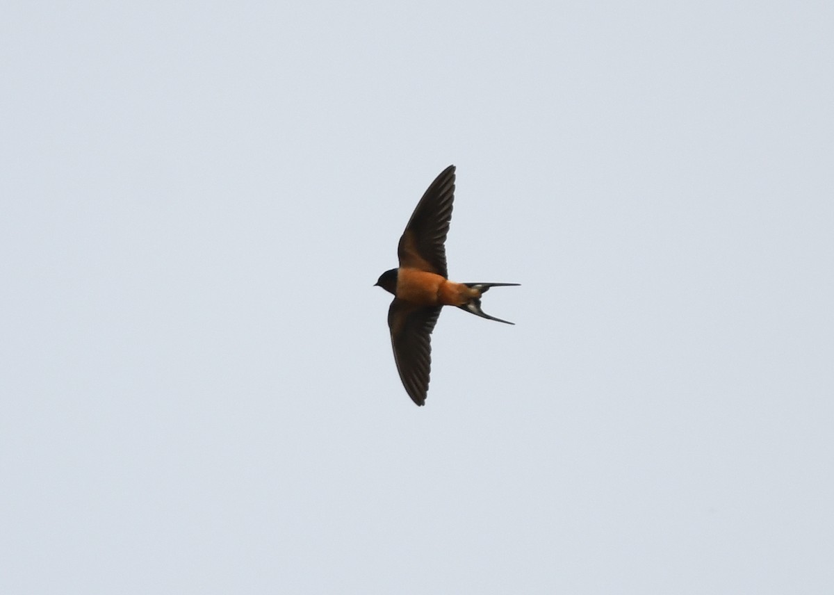 Barn Swallow - ML618188686