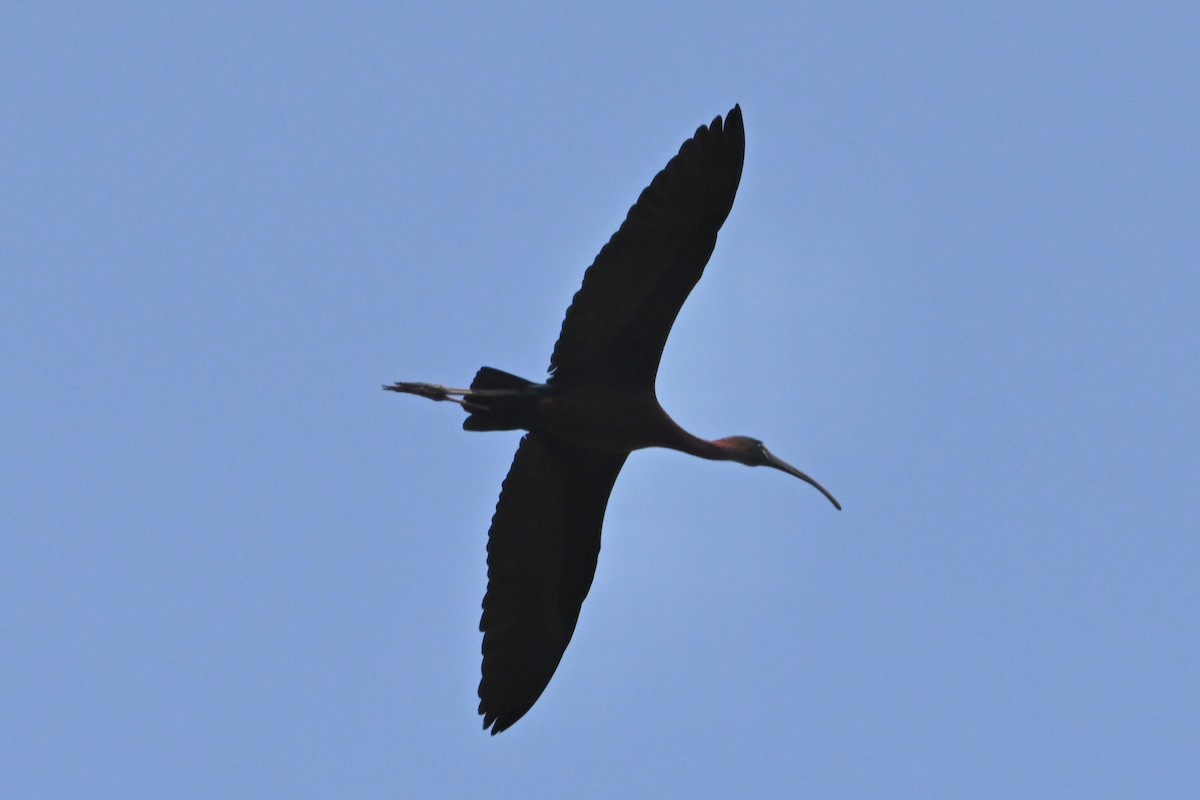 ibis hnědý - ML618188687