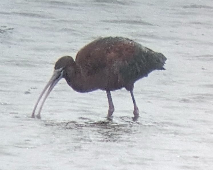 Glossy Ibis - Gregory Nelson