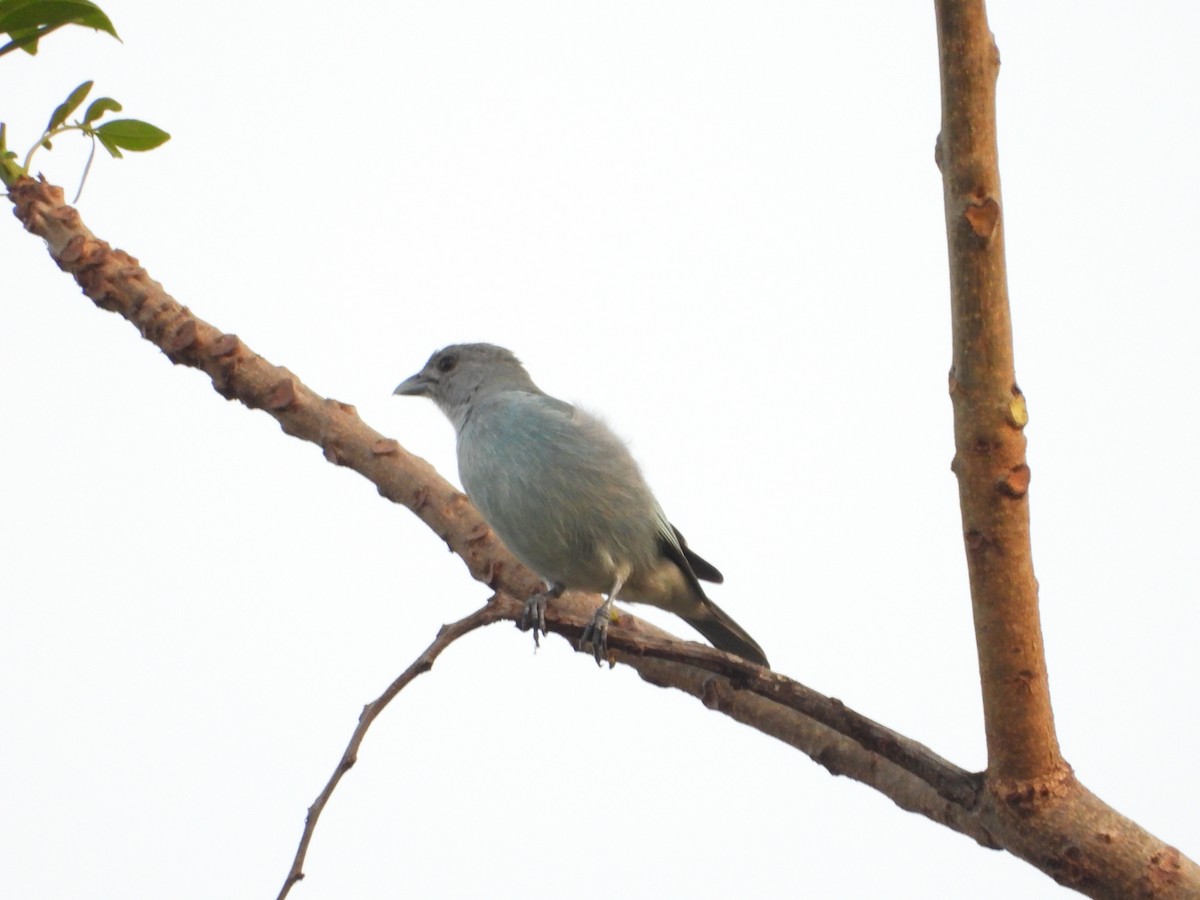 Glaucous Tanager - Cristy Trujillo