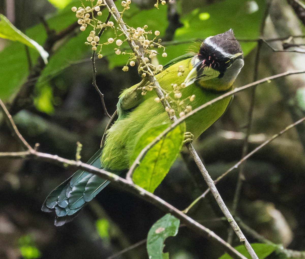 Fire-tufted Barbet - John le Rond