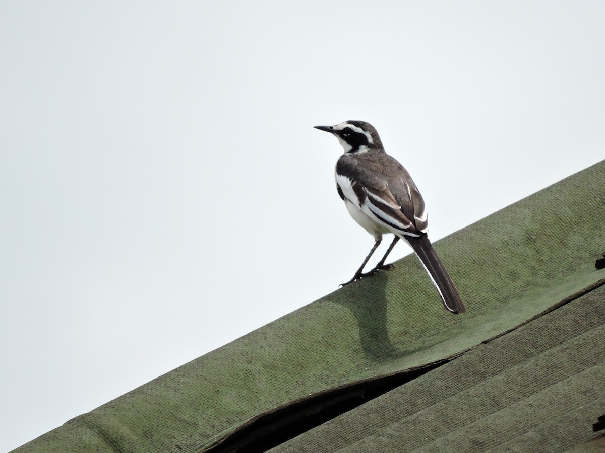 African Pied Wagtail - ML618188770