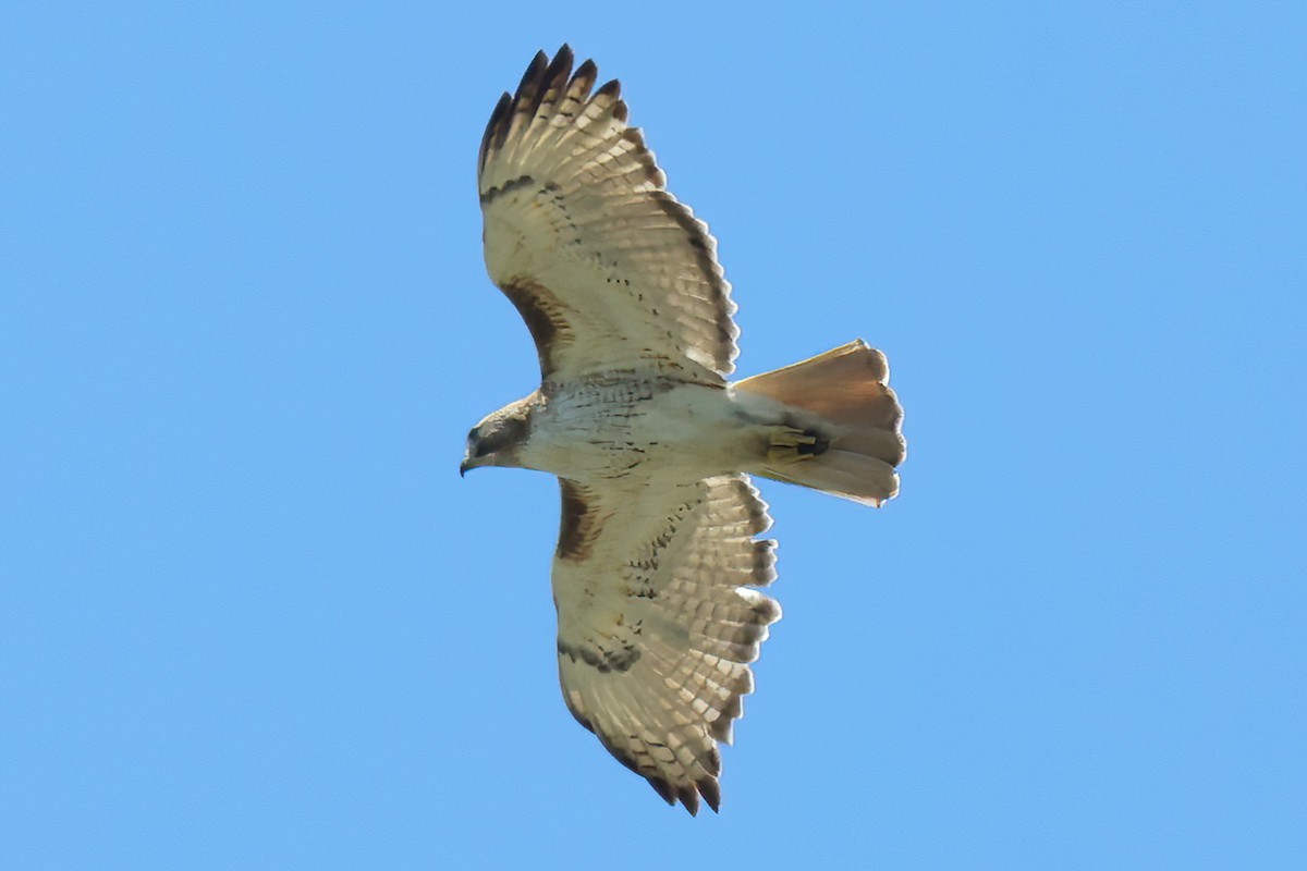 Red-tailed Hawk - David Wilson