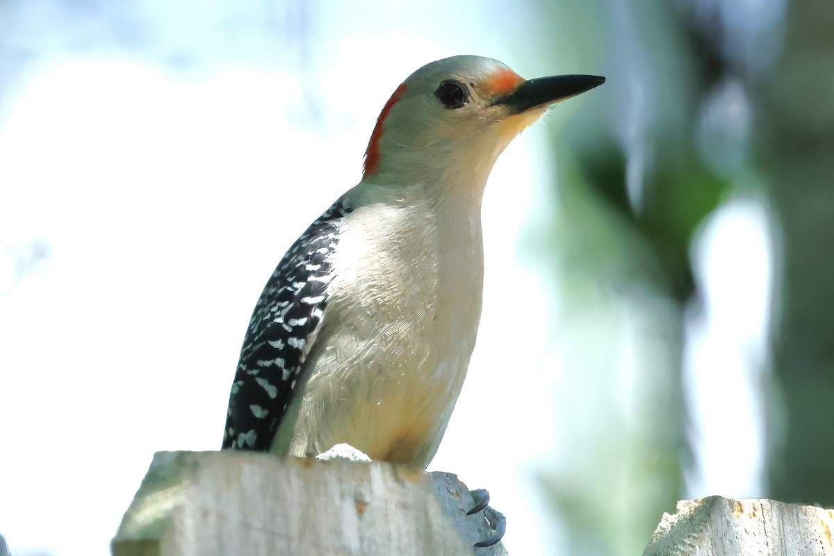 Red-bellied Woodpecker - David Wilson