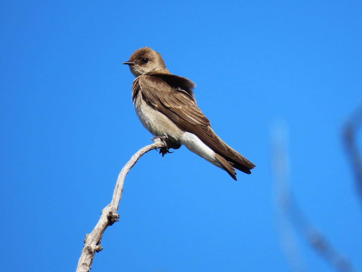 Northern Rough-winged Swallow - ML618188777
