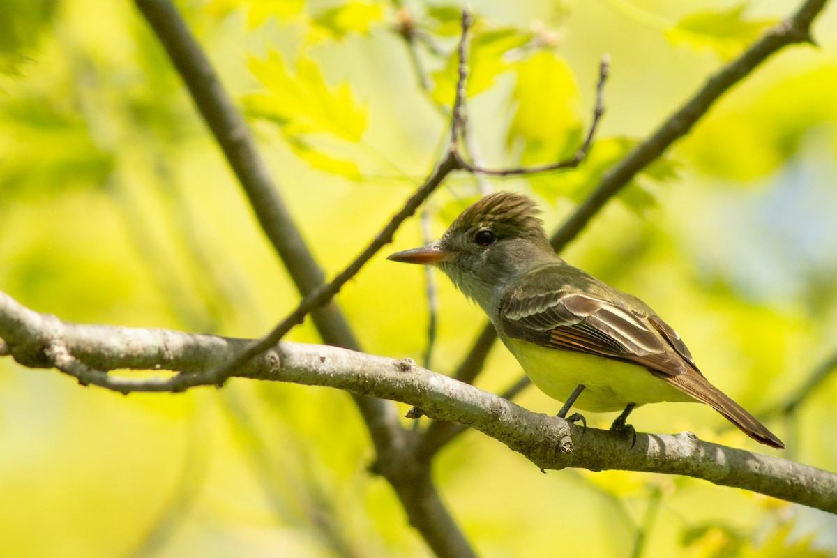 Great Crested Flycatcher - ML618188822