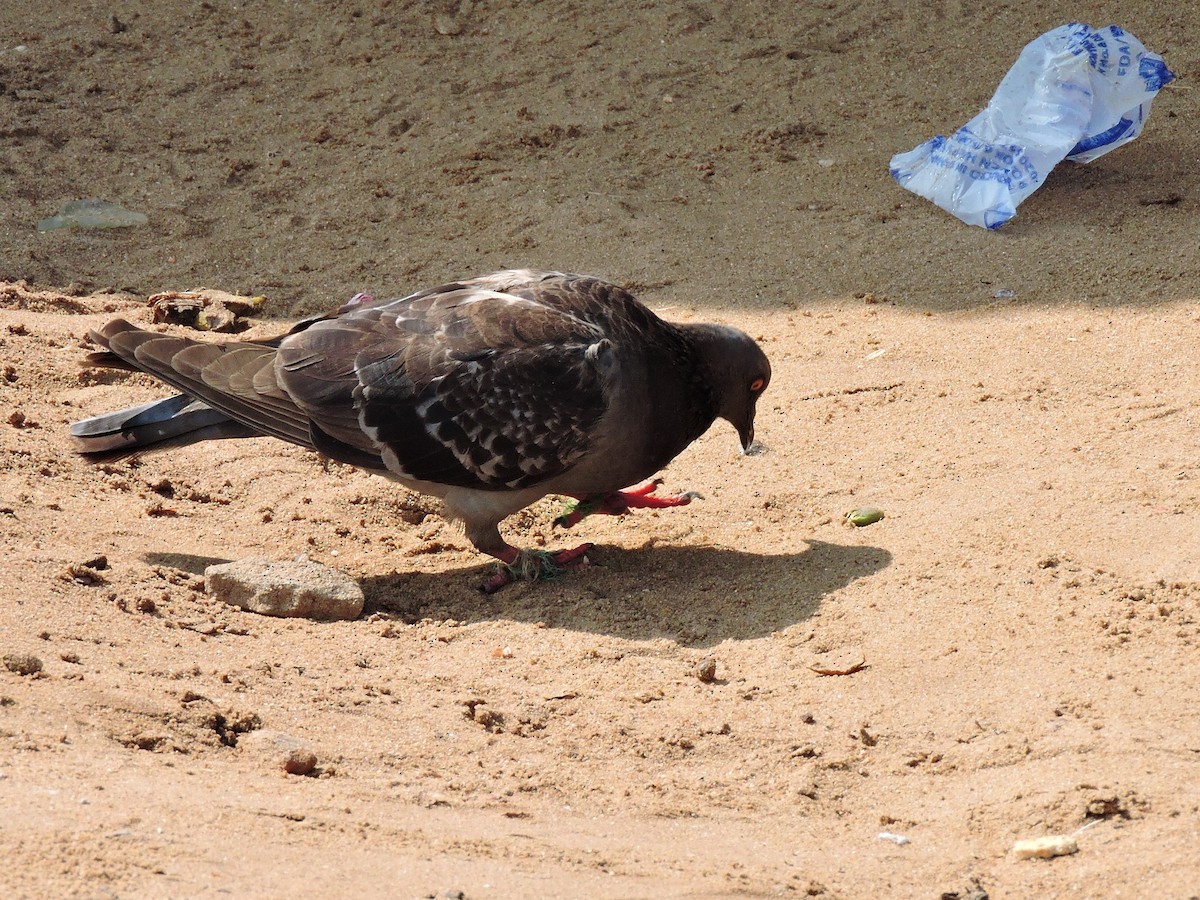 Rock Pigeon (Feral Pigeon) - Andrew Cauldwell
