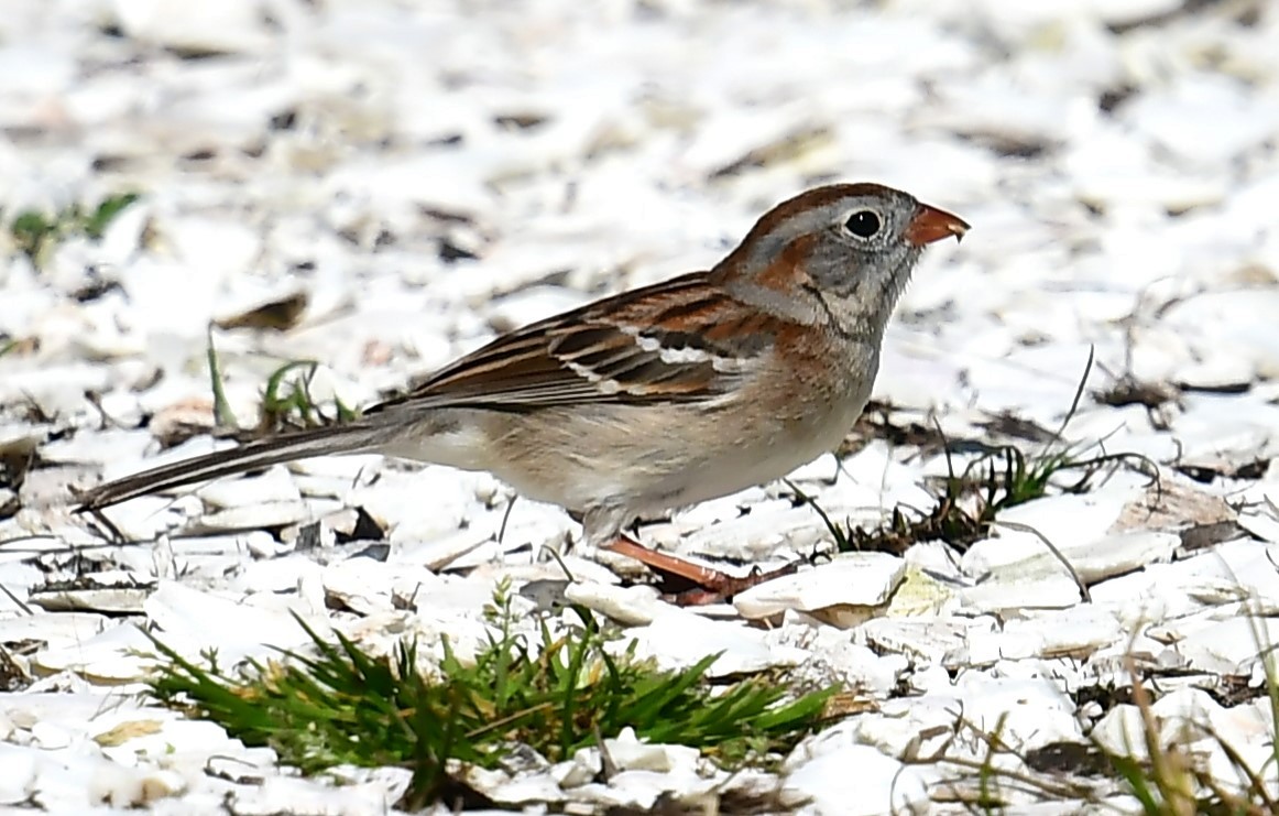 Field Sparrow - MJ Heatherington