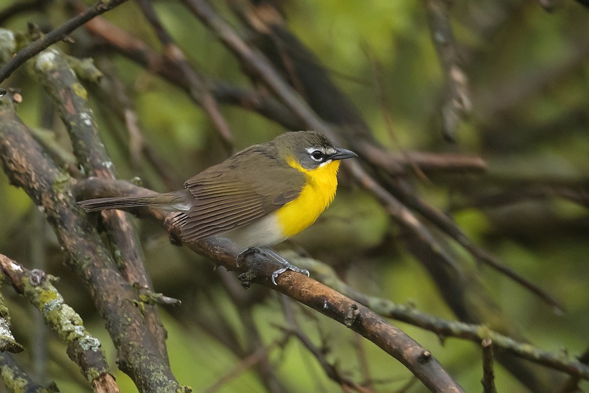 Yellow-breasted Chat - ML618188845