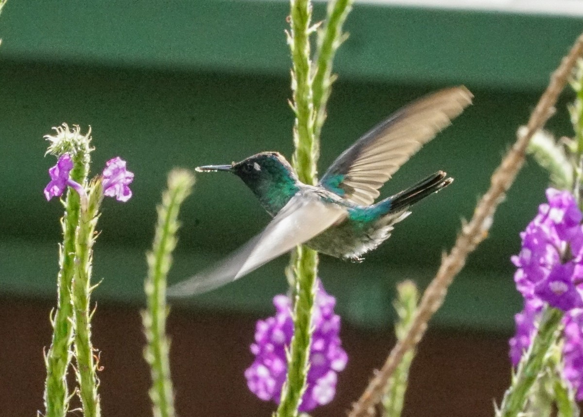 Violet-headed Hummingbird - Shawn Pfautsch