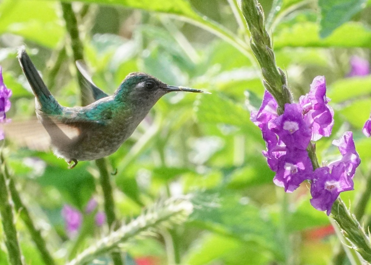 Violet-headed Hummingbird - ML618188860
