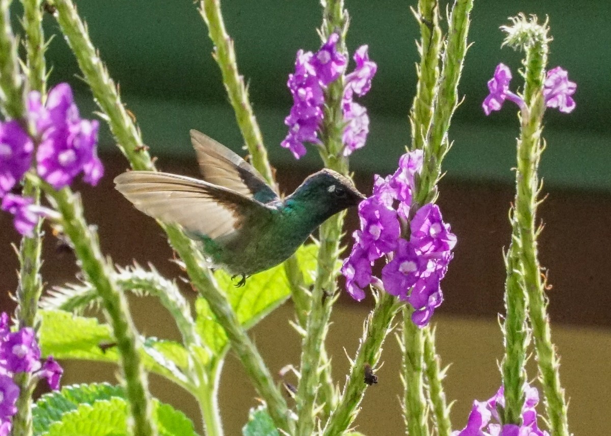 Violet-headed Hummingbird - ML618188861