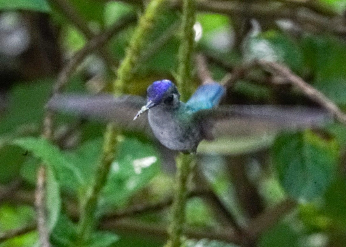 Violet-headed Hummingbird - ML618188862