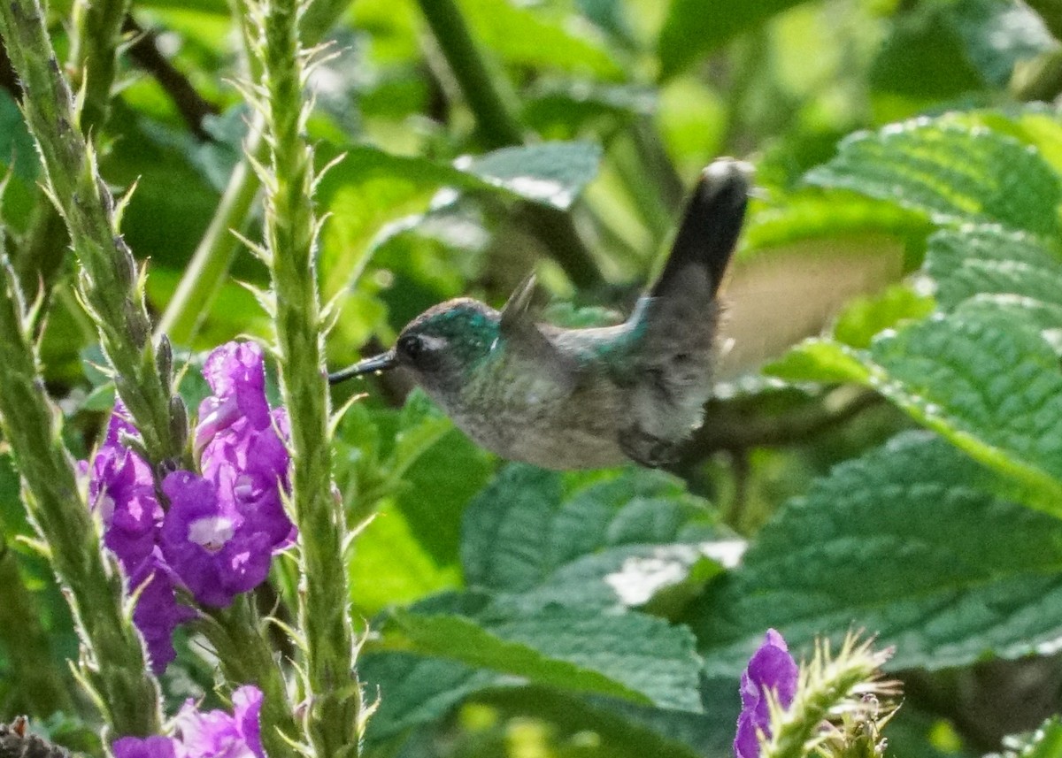 Violet-headed Hummingbird - ML618188863