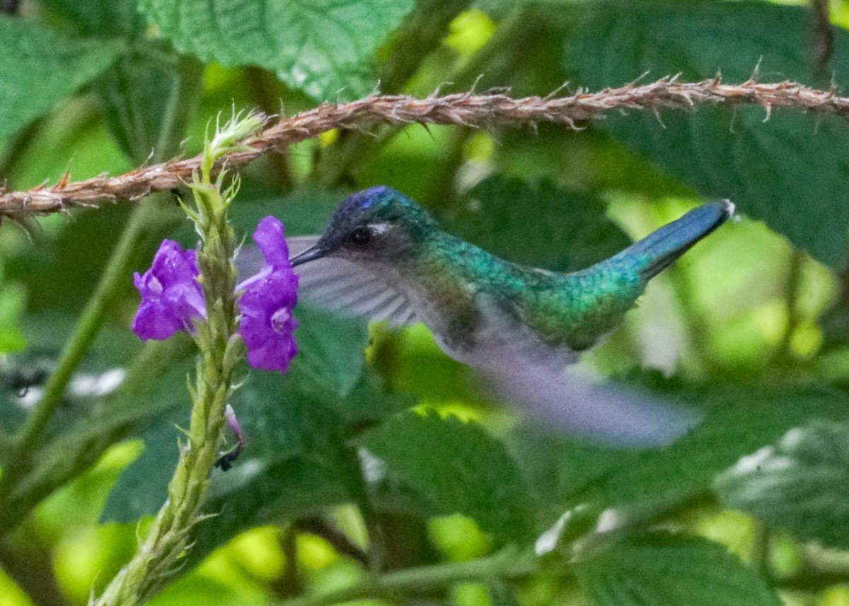 Violet-headed Hummingbird - ML618188864