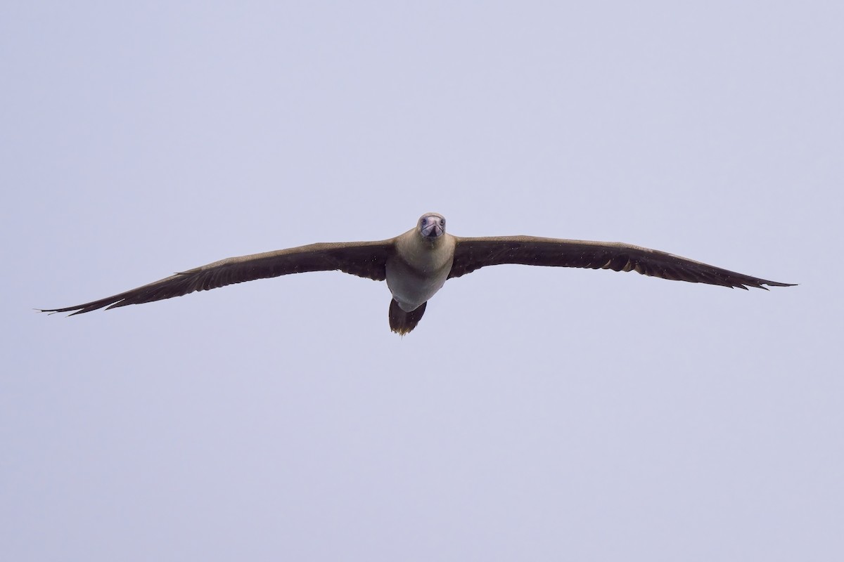 Red-footed Booby - ML618188866