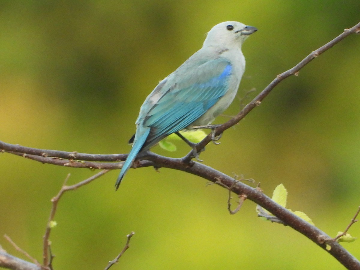 Blue-gray Tanager - ML618188884