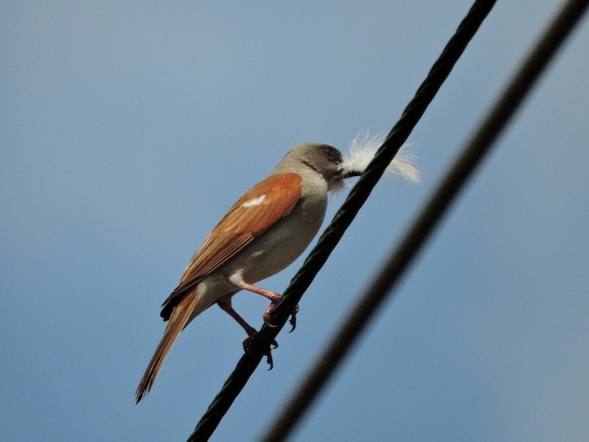 Northern Gray-headed Sparrow - ML618188948