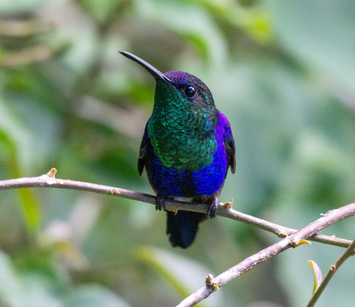 kolibřík vidloocasý - ML618188990