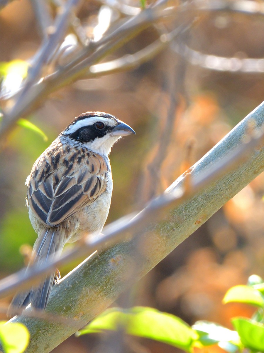 Stripe-headed Sparrow - ML618188997