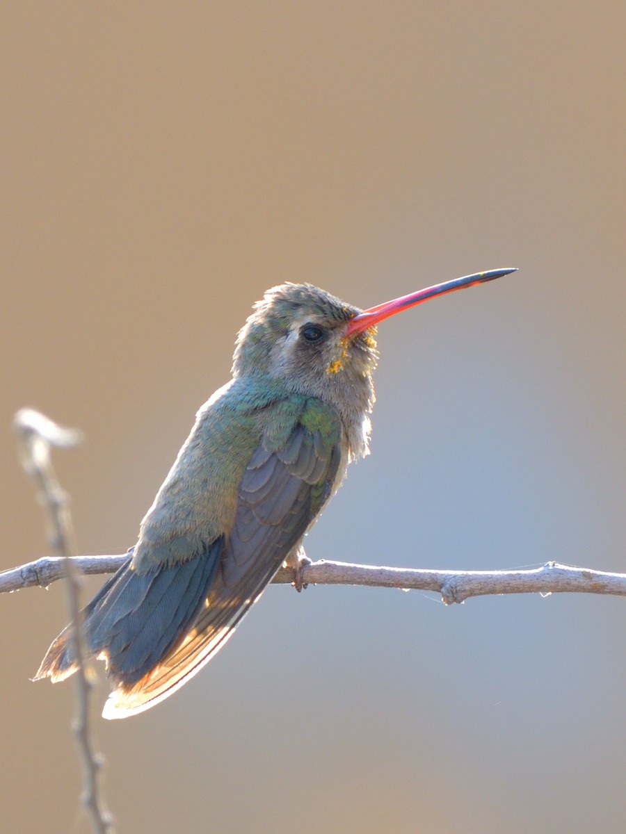Dusky Hummingbird - ML618189052
