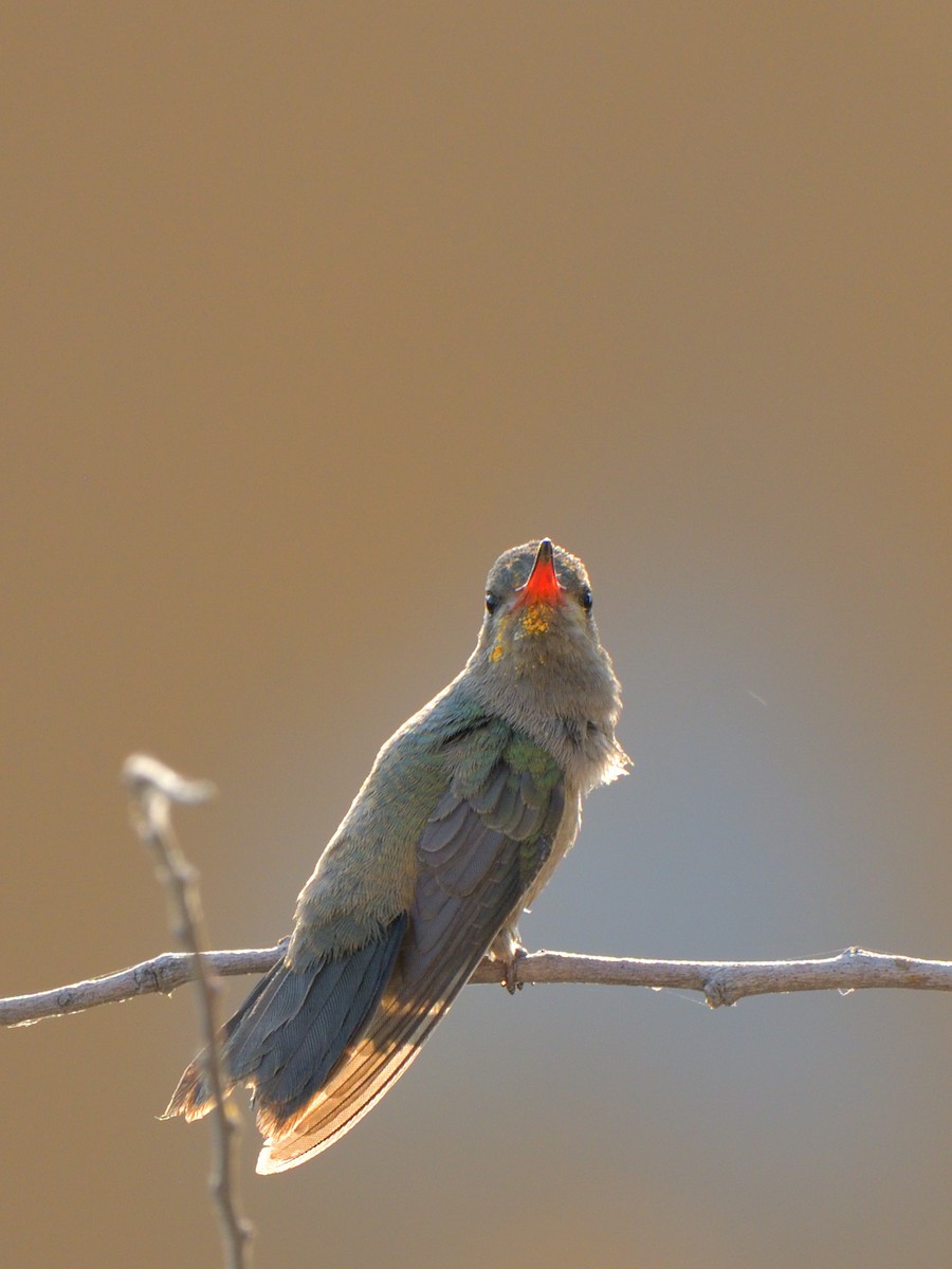 Dusky Hummingbird - ML618189054