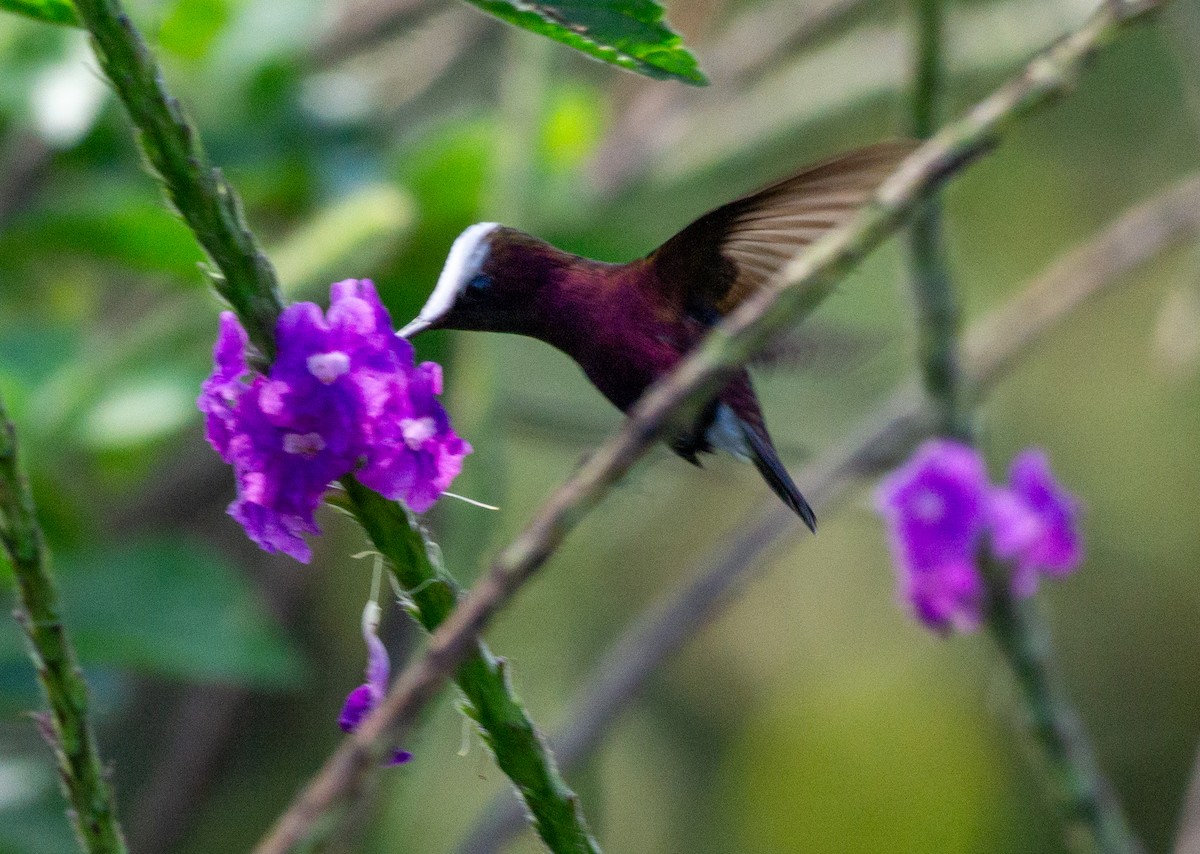 kolibřík běločelý - ML618189103