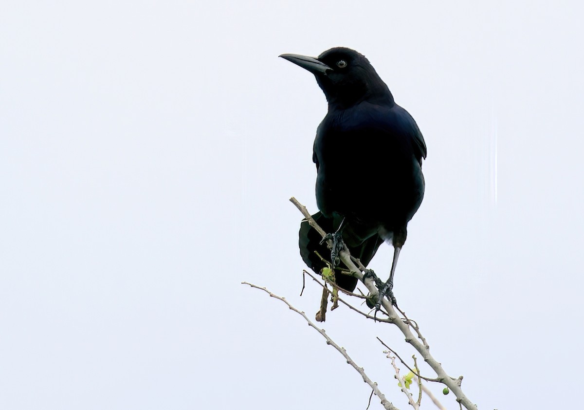 Boat-tailed Grackle - ML618189127