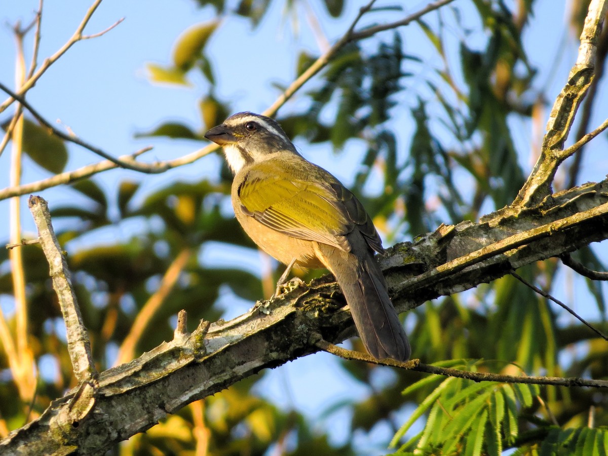 Green-winged Saltator - André Tostes Tostes