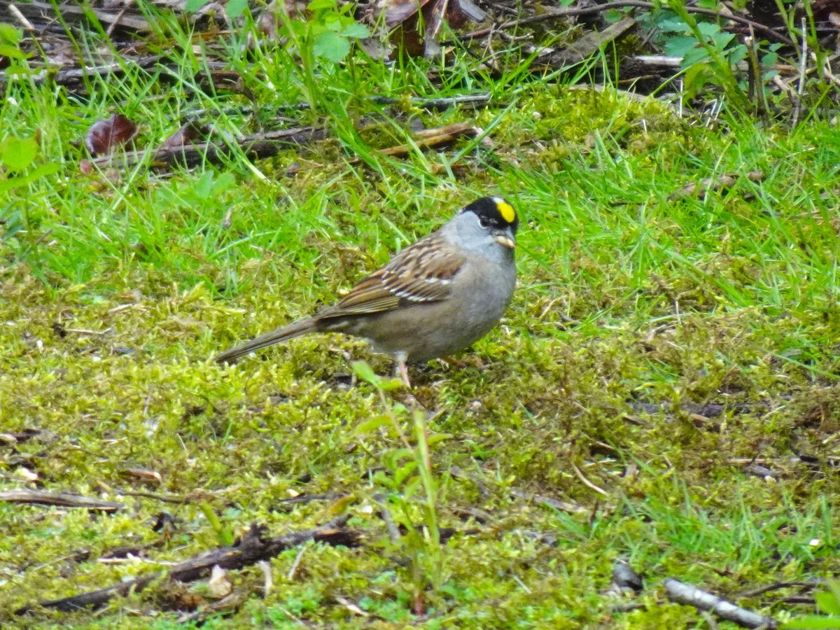 Golden-crowned Sparrow - Barbara O'Neill