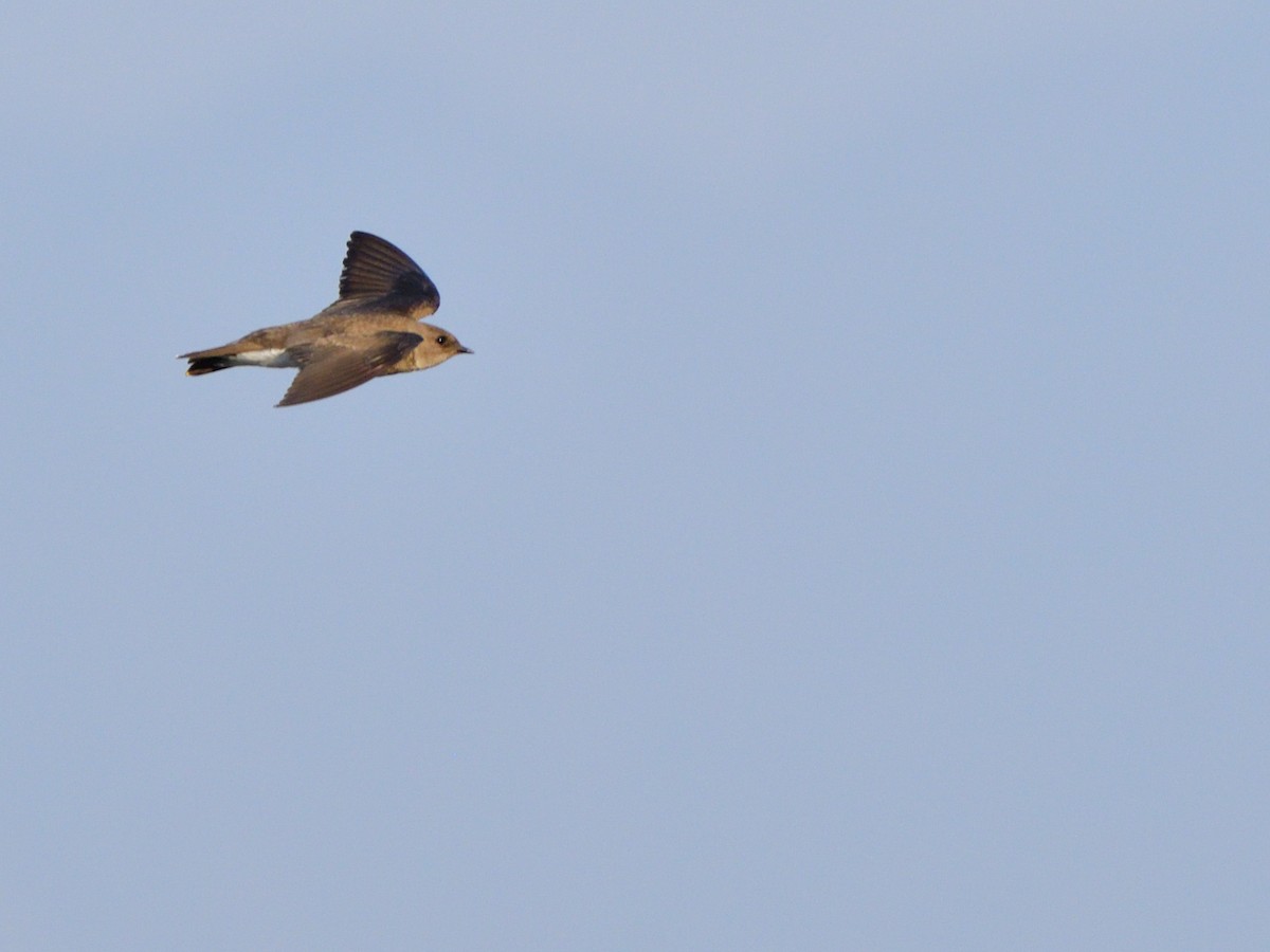 Northern Rough-winged Swallow (Northern) - ML618189149