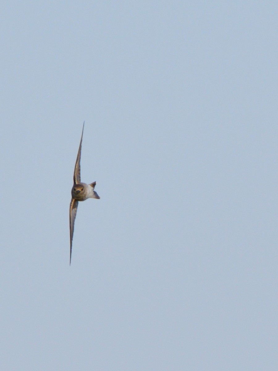 Northern Rough-winged Swallow (Northern) - ML618189151