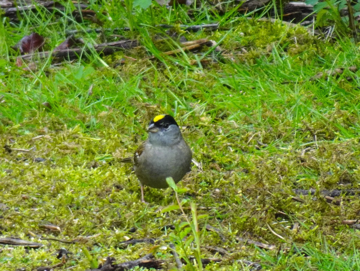 Golden-crowned Sparrow - ML618189159