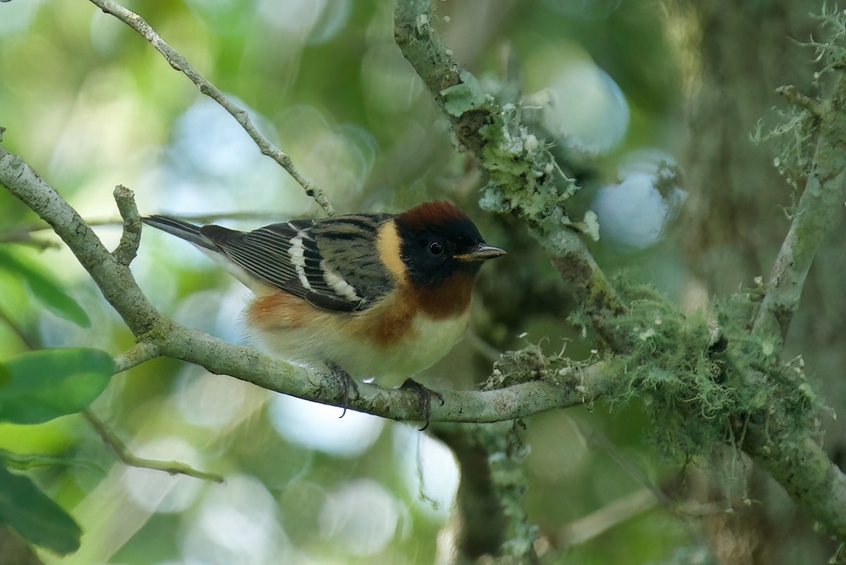 Bay-breasted Warbler - ML618189162