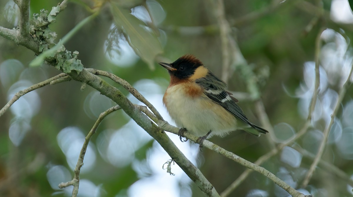 Bay-breasted Warbler - ML618189163