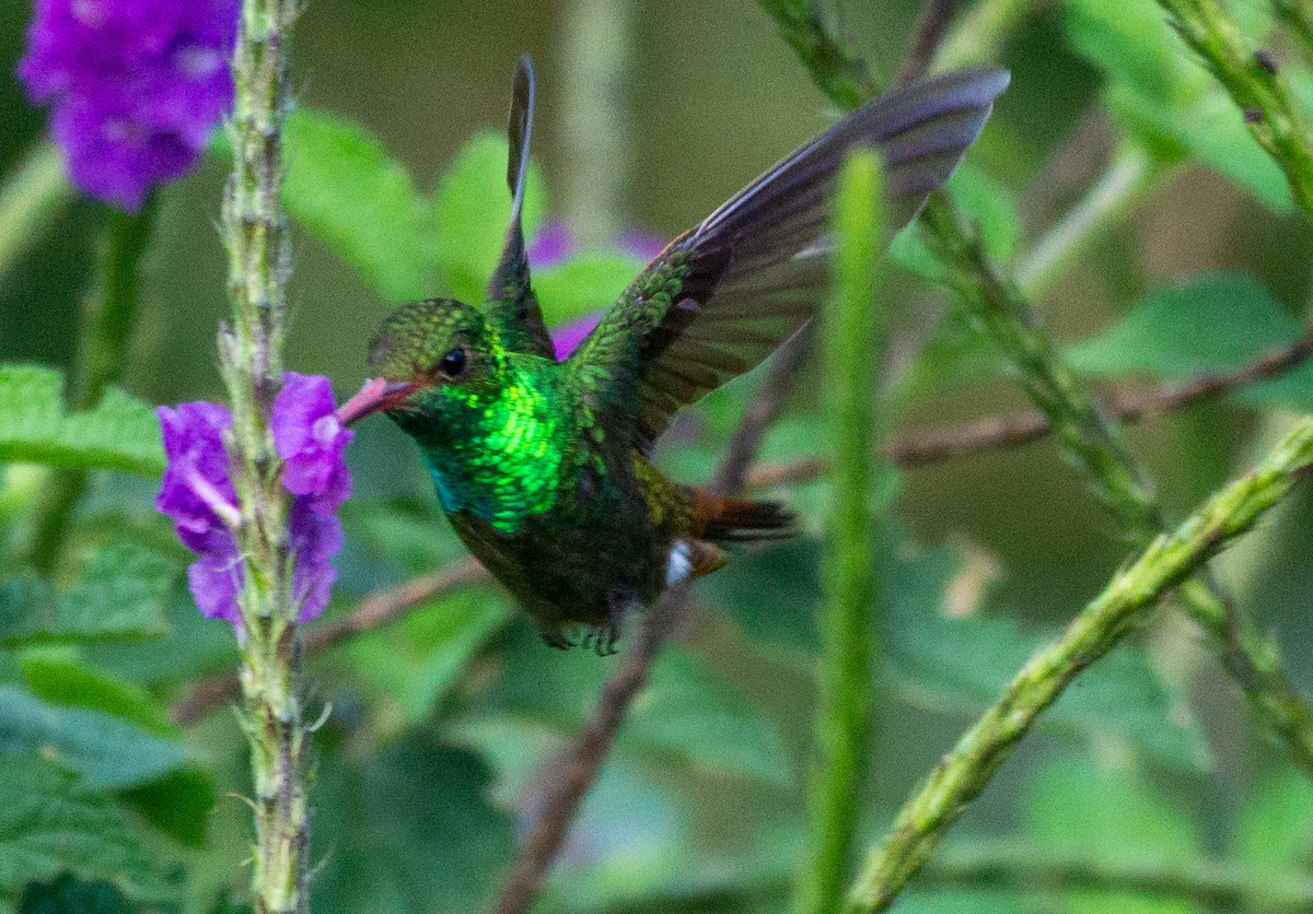 Rufous-tailed Hummingbird - Mel & Deb Broten