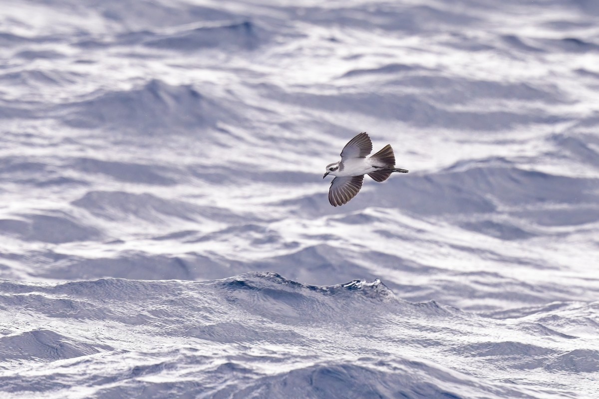 White-faced Storm-Petrel - ML618189184