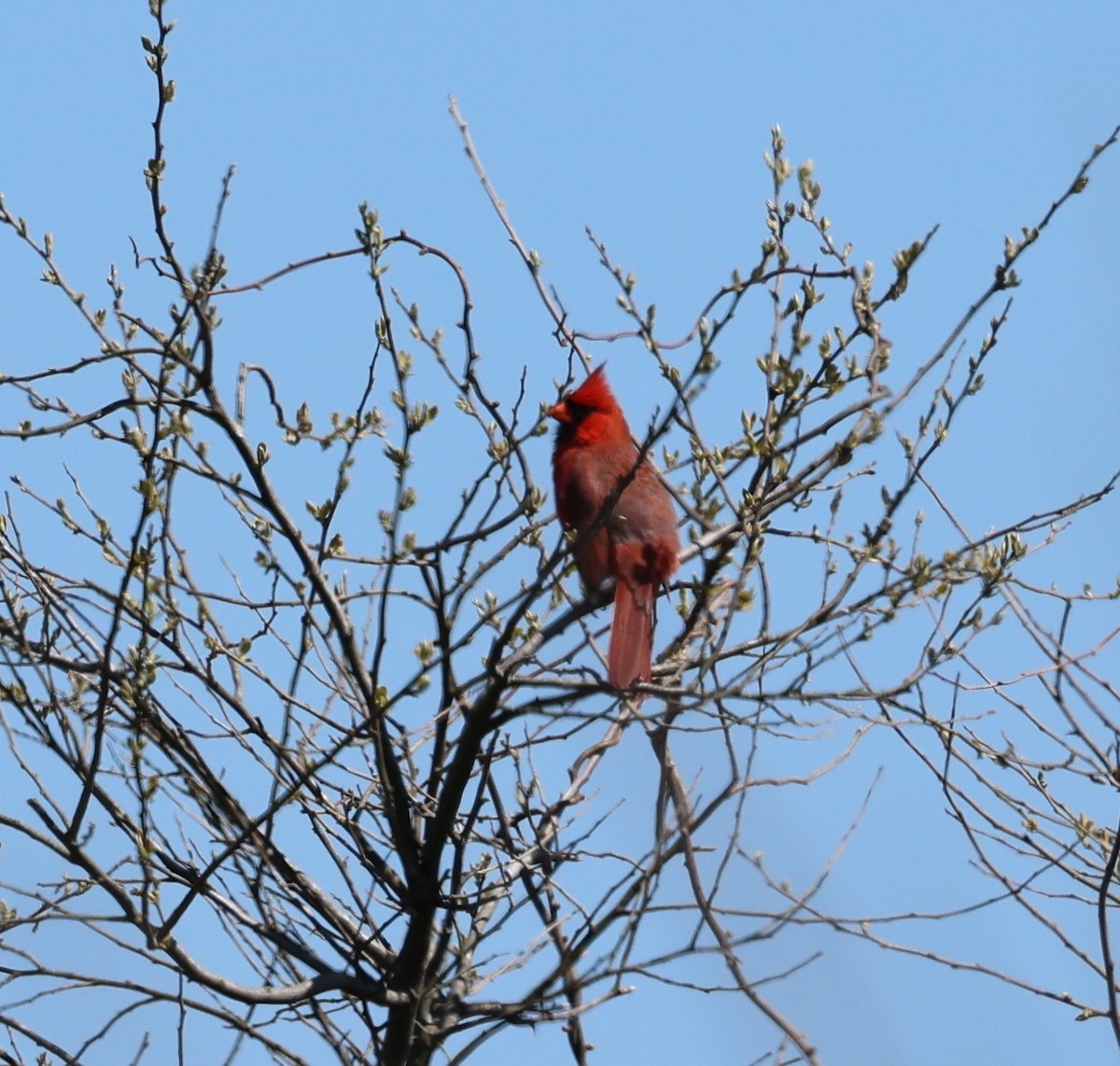 Northern Cardinal - burton balkind