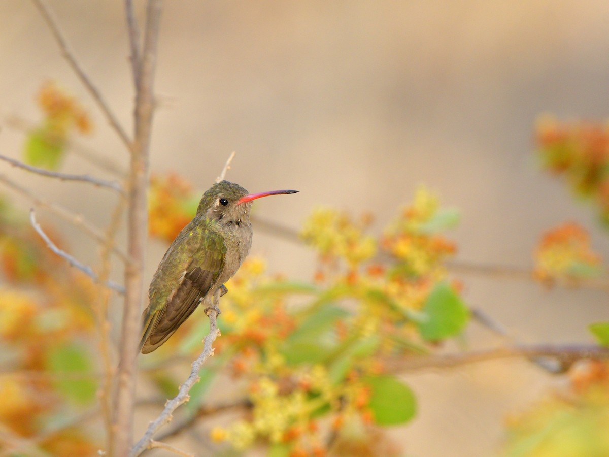 Dusky Hummingbird - ML618189238