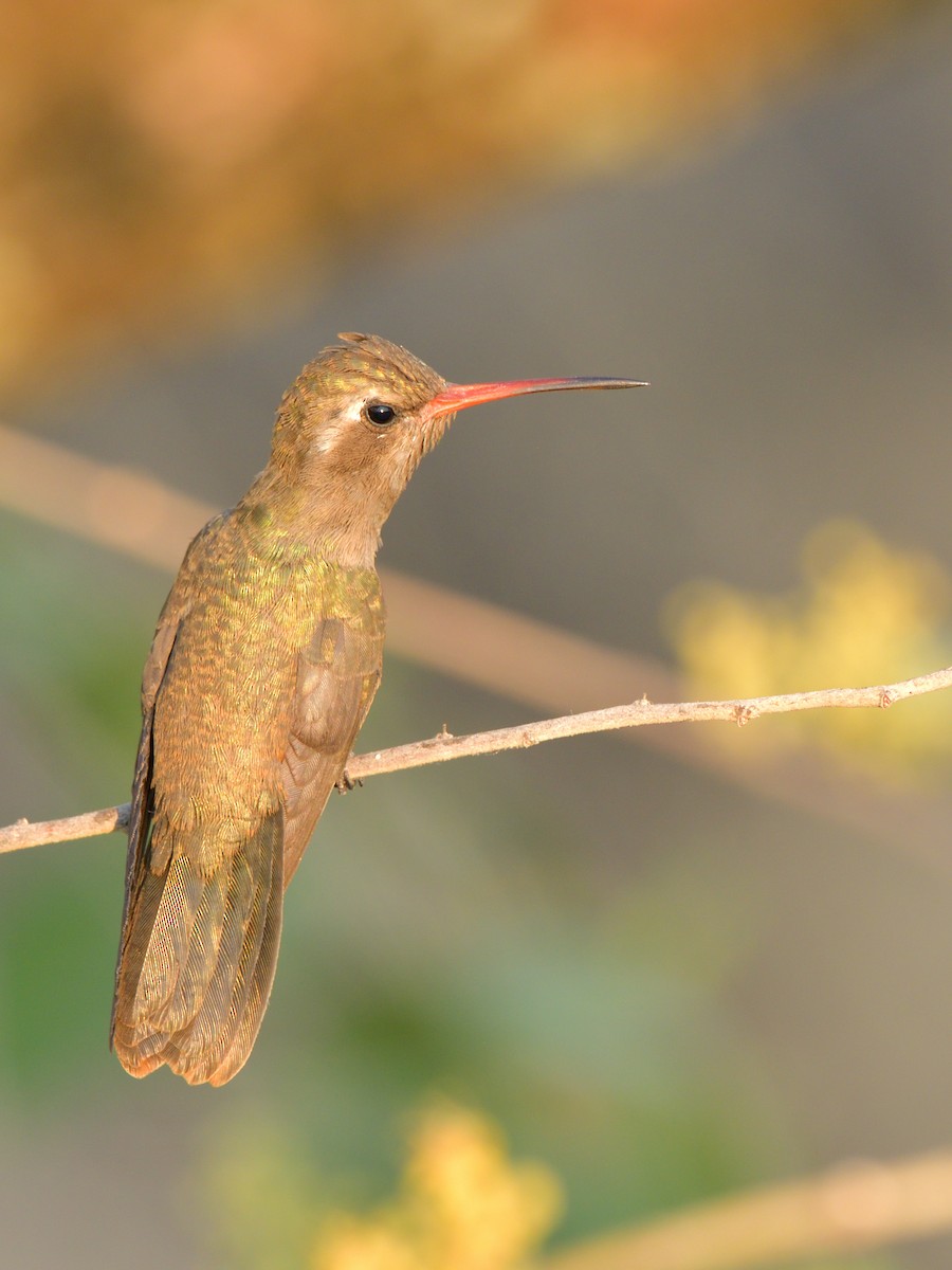 Dusky Hummingbird - ML618189239