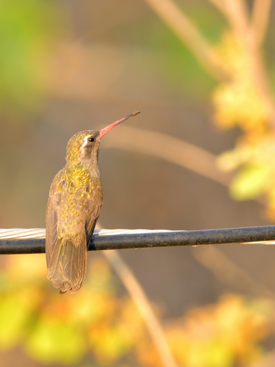 Dusky Hummingbird - ML618189240