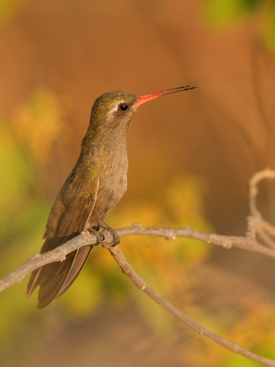 Dusky Hummingbird - ML618189241