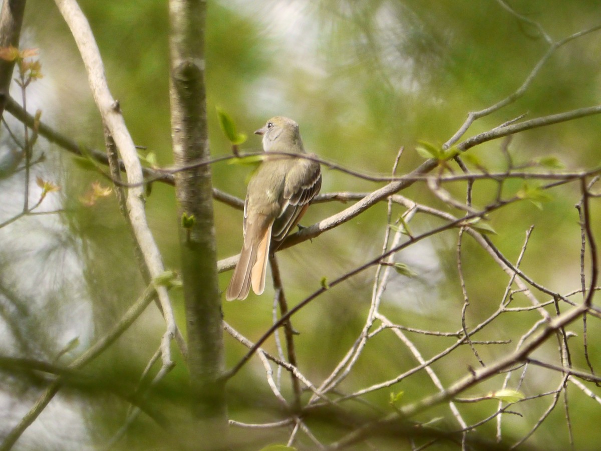 Great Crested Flycatcher - Tom Ostrand