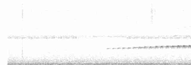 Perlenmantel-Ameisenwürger - ML618189267