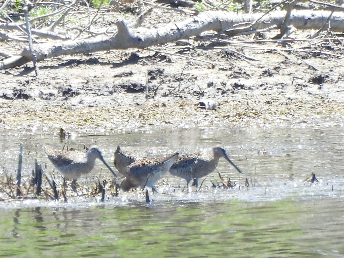 Long-billed Dowitcher - ML618189271